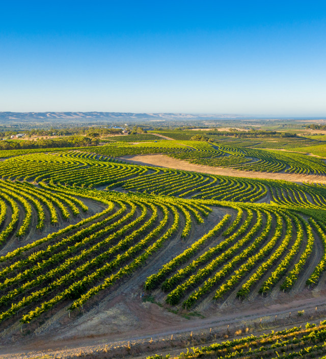 Wineries & Cellar Doors