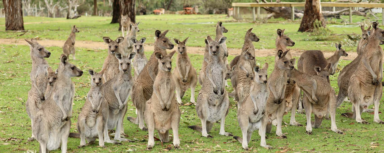 Urimbirra Wildlife Park