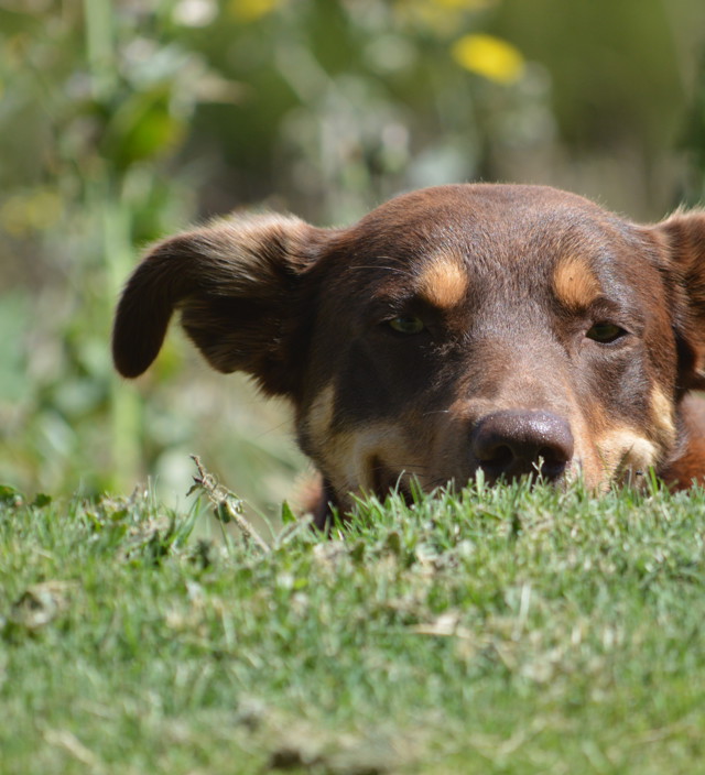 Your Guide to Pet-Friendly Travel in the Fleurieu Peninsula