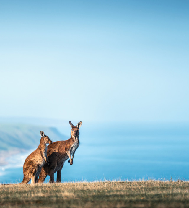 BEST PLACES TO SPOT KANGAROOS