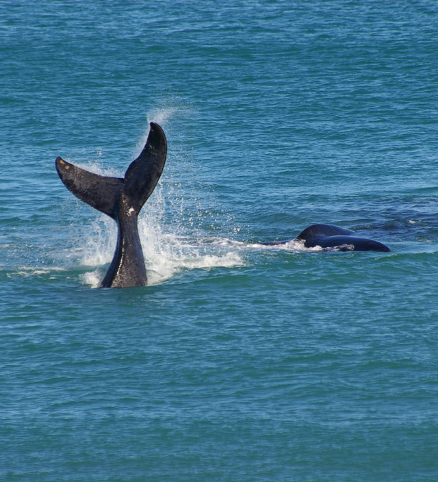 BEST SPOTS AND TIPS FOR WHALE WATCHING