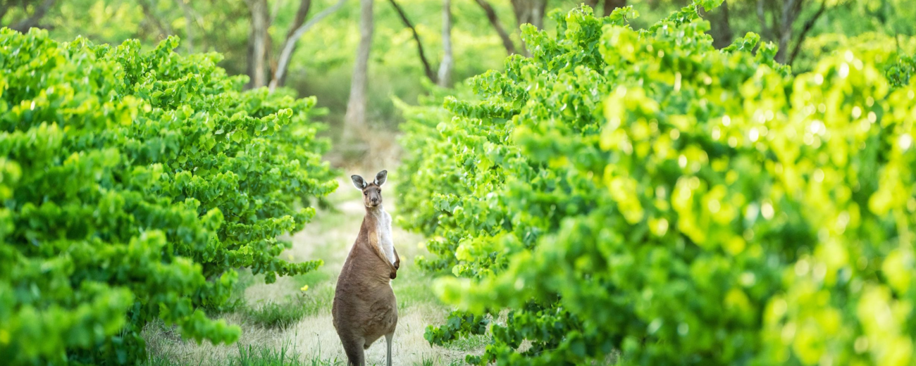 Woodstock Wildlife Santuary, McLaren Vale