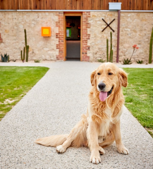 DOG-FRIENDLY WINE BARS