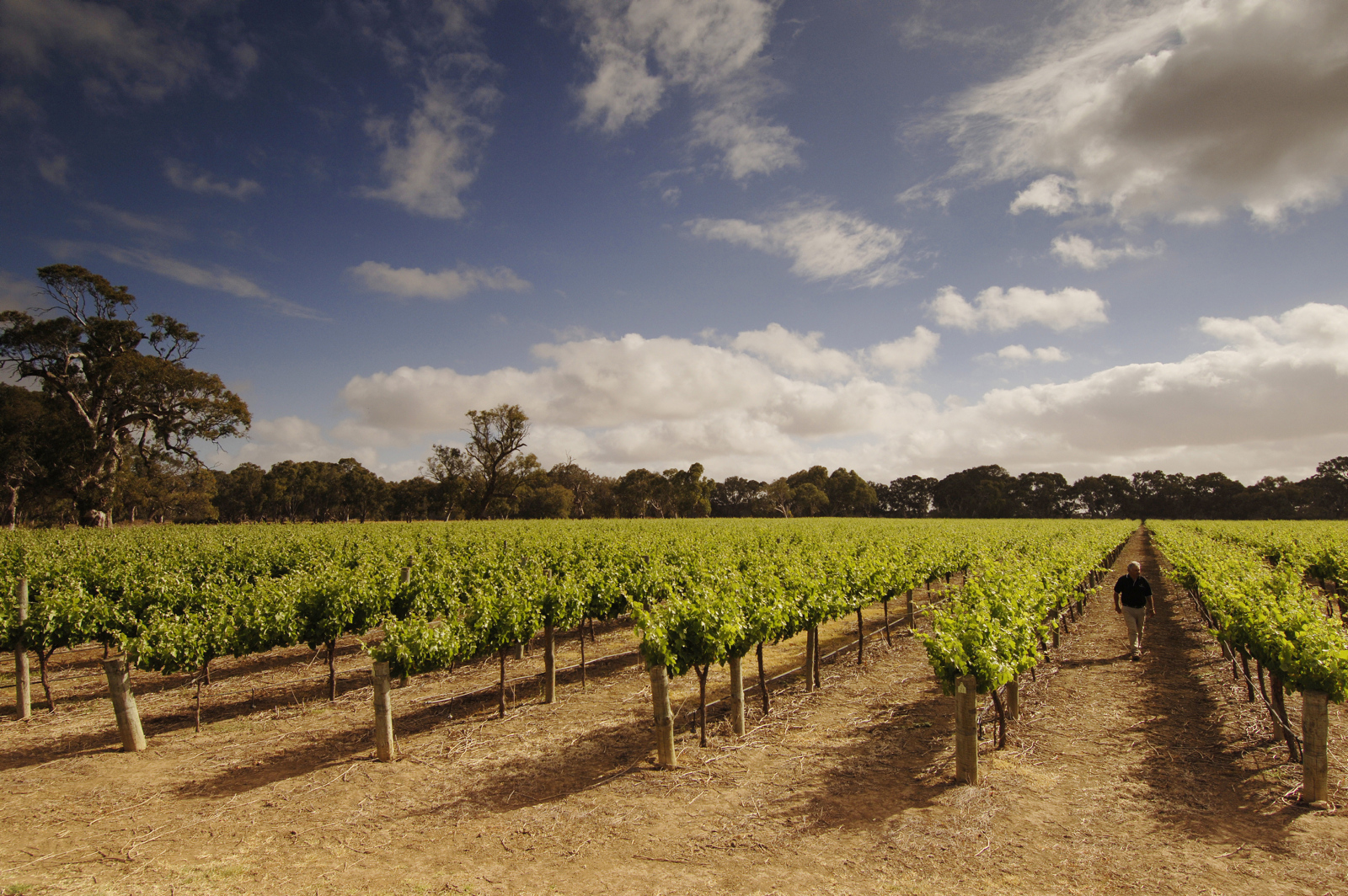 Discover The Langhorne Creek Wine Region | Fleurieu Peninsula Tourism