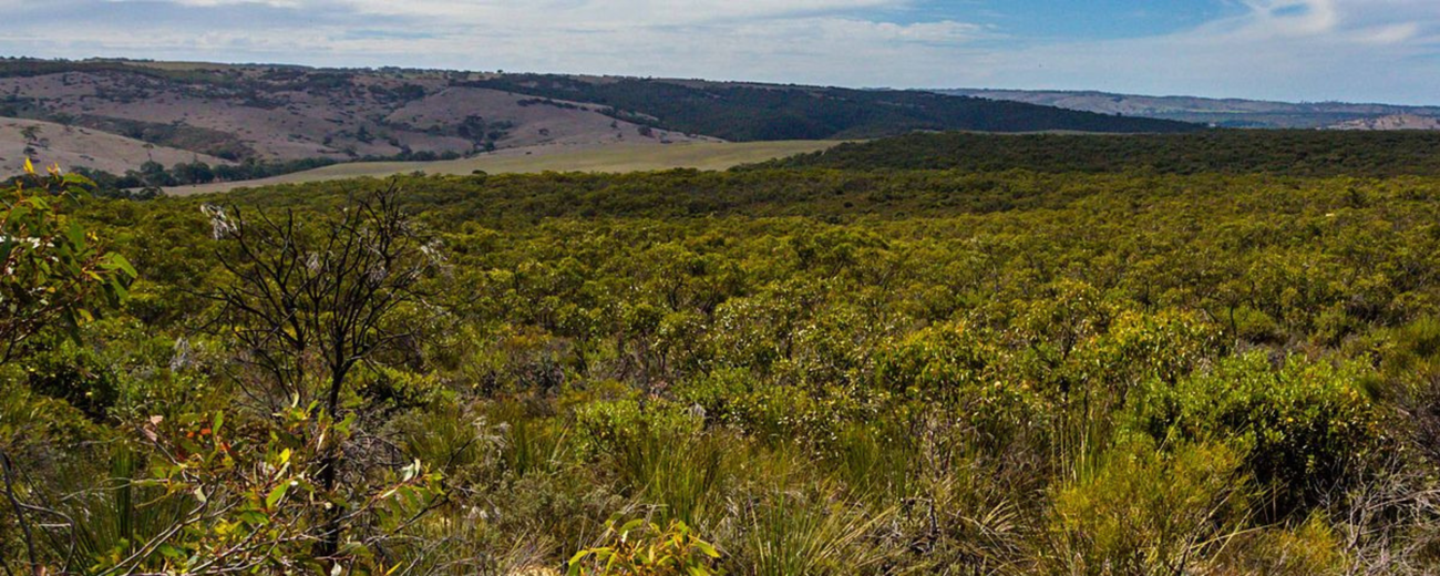 Cox Scrub Conservation Park