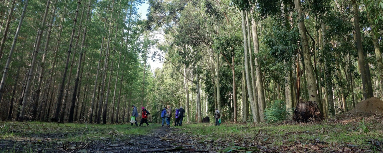 Kuitpo Forest