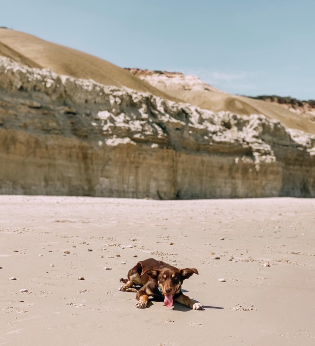 Best dog-friendly beaches on the Fleurieu Peninsula