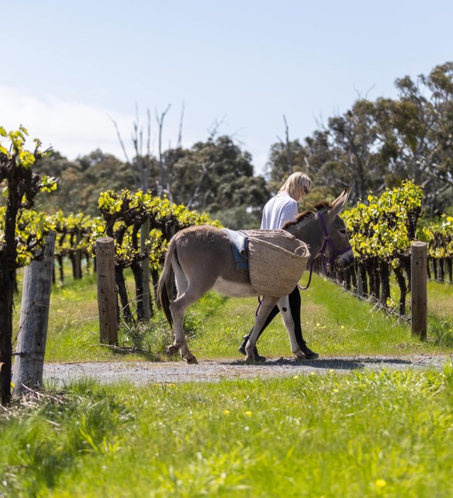 Tours & Experiences in the Fleurieu Peninsula