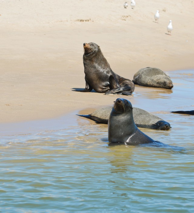 Goolwa