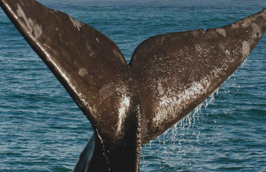Whale Tail By The Big Duck Boat Tours1